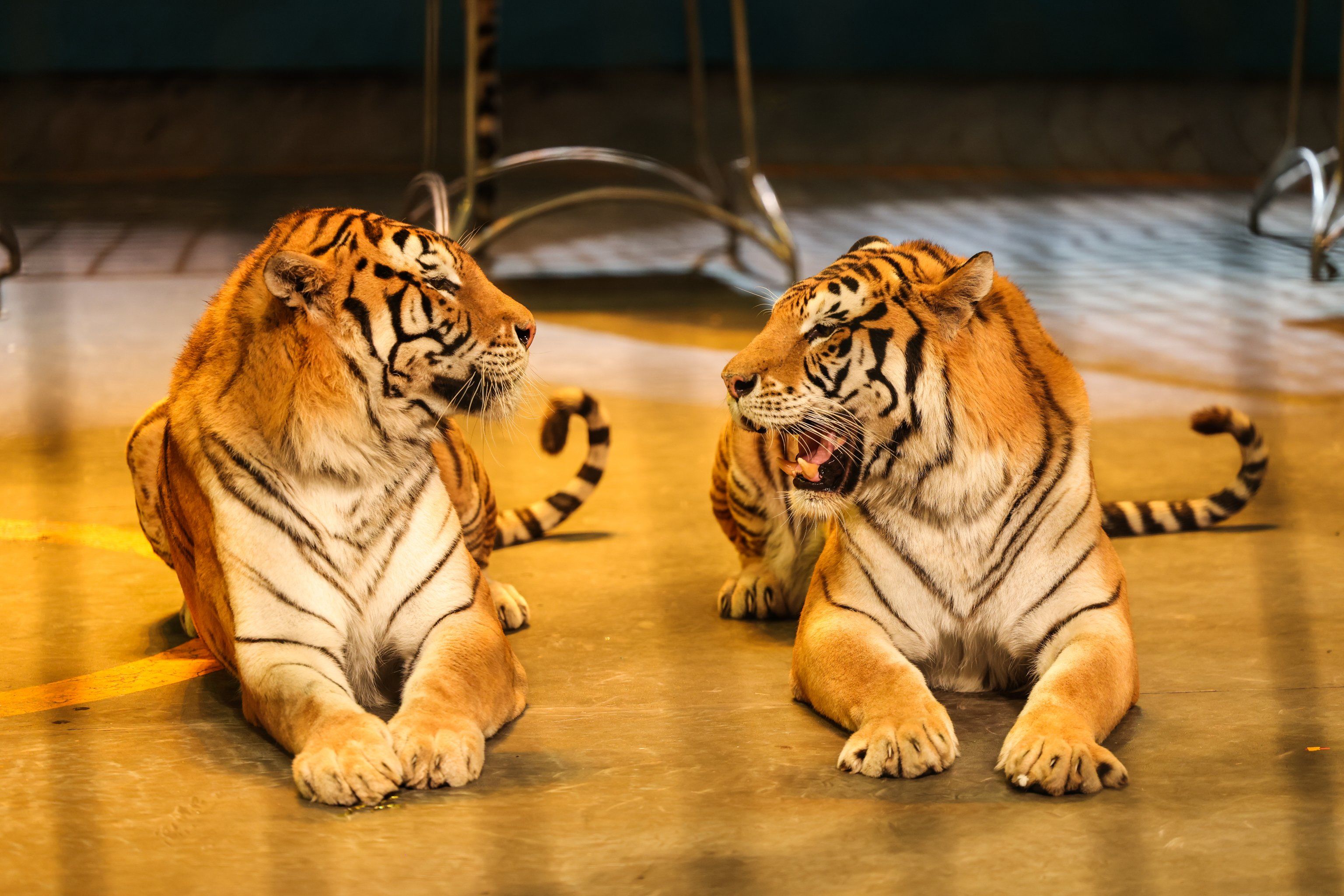 欢乐马戏·上海马戏城