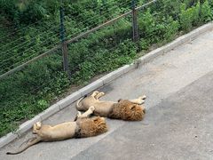 -大连森林动物园