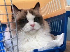 -纳吉亚猫专科动物诊疗中心(蒋宅口分院)