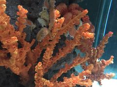 -暹罗海洋世界
