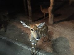 -清迈夜间动物园