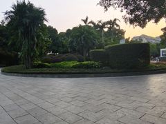-金花茶公园