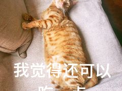 -爱侣·安琦尔宠物医院·中兽医针灸·心内科·狂犬免疫点(宝山区院)