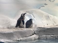 -上海海洋水族馆