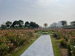 -春花秋色城市公园