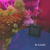 “野蛮生长”版Miller Harris花园的少女