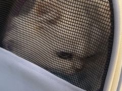 -四月宠物医院·猫专科·心脏专科·内科(转塘店)
