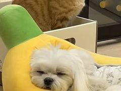 -纳吉亚猫专科动物医院博雅分院
