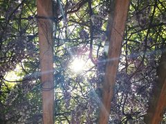 -徐家汇源景区-衡山公园