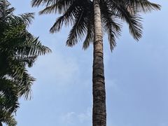 -中国科学院西双版纳热带植物园
