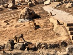 -石家庄市动物园