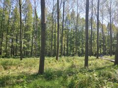 -黄海国家森林公园