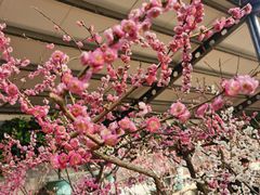-红螺寺