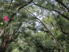 -燕晗山郊野公园