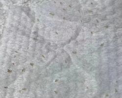 -첫번째 初见美学中心