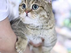 -momokira米努特·德文卷毛猫·棉花面纱犬