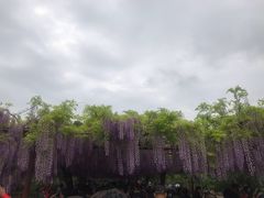 -嘉定紫藤园