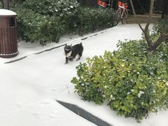 -伟伟宠物医院·瑞派猫友好医院·猫科(光谷店)