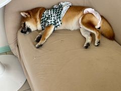 -怪兽屋·羊驼·猫咖·狗咖(俊华广场店)