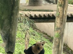 -中国大熊猫保护研究中心雅安碧峰峡基地