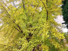 -辽宁大学(崇山校区)