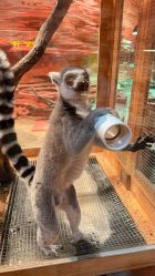 点击看大图 -Zoolung Zoolung动物主题公园(海信广场店)