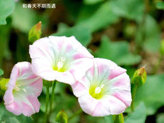 -夏河溪乡野公园