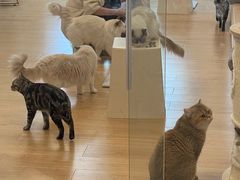 -有喵·猫咖·狗咖·30几只猫10只小狗(岗厦店)