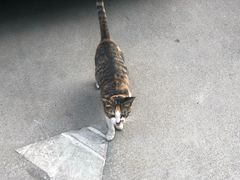 -深圳特区报业大厦