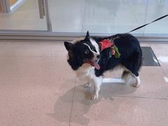 -帕帕拉兹宠物(亚洲旗舰店)