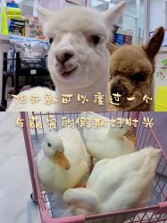 -Moni星球萌宠·小马宝莉·灵蛇·高端高阶全萌宠互动体验俱乐部(红豆国际广场店)