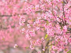 -天适樱花悠乐园