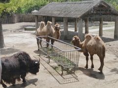 -上海野生动物园