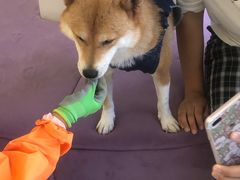 -怪兽屋·羊驼·猫咖·狗咖(俊华广场店)