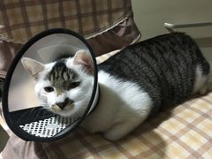 -纳吉亚猫专科动物医院博雅分院