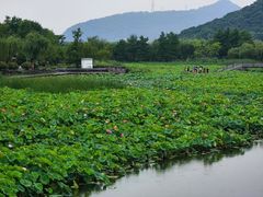 -西湖游船