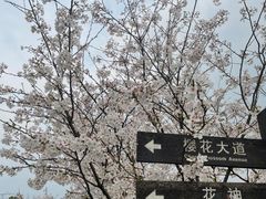 -南山植物园