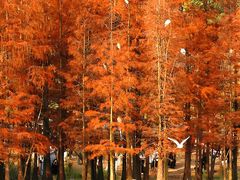 -白鹭湾湿地公园