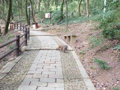 -苏州上方山国家森林公园