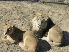 -北京野生动物园