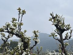 -树山生态村