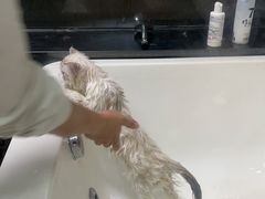 -糯米喵星人总部直营旗舰店·猫舍·幼猫出售
