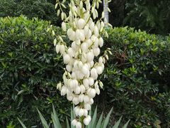 -米纸越南小馆(金鹰世界店)