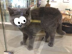 -藏猫猫咖啡主题馆(中央大道店)