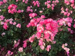 -深圳国际园林花卉博览园