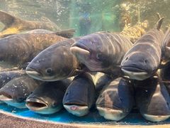 -魏铭鱼头捞饭(晋阳路店)