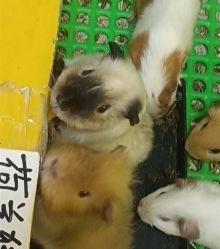 -神奇动物撸宠馆·羊驼·小浣熊·异宠(豫园店)