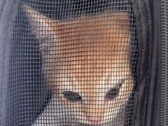 -艾吉宠物医院·疑难杂症转诊中心·猫友好(碧江路院)