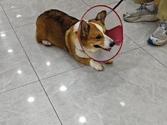 -瑞派长江宠物医院·猫科·外科·24小时夜护(谊城公寓分院)