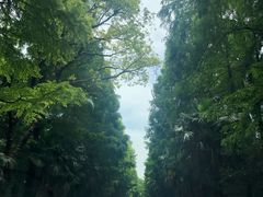 -上海海湾国家森林公园